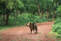 Melanistic tiger of Nandankanan Royalty Free Stock Photo