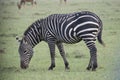 Melanistic zebra Royalty Free Stock Photo