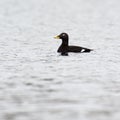 Melanitta fusca, Velvet Scoter. Royalty Free Stock Photo