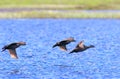 Melanitta nigra. Duck black scoter in flight over lake