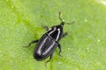 Melanobaris laticollis (formerly Baris). The larvae of this beetle damage cultivated plants of the cabbage family.