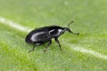 Melanobaris laticollis (formerly Baris). The larvae of this beetle damage cultivated plants of the cabbage family.