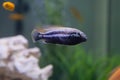 Melanochromis auratus. Royalty Free Stock Photo