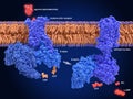 Activation of the melanocortin receptor by an anti-obesity drug