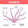 Melanocyte biology and skin tone pigmentation diagram