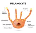 Melanocyte Royalty Free Stock Photo