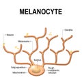 Melanocyte, melanin and melanogenesis. Royalty Free Stock Photo