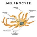 Melanocyte - melanin producing cells. Melanocyte structure.