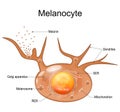 Melanocyte structure and anatomy
