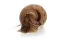 Melanoides tuberculata Royalty Free Stock Photo