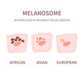 Melanosome biology and skin tone pigmentation diagram