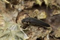 Melanotus click beetle on tree lungwort Royalty Free Stock Photo