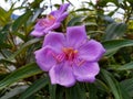 Melastoma affine beautiful nature photography purple flower in botanical garden