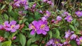 Melastoma affine flower background, also known by the common name blue tongue. Royalty Free Stock Photo