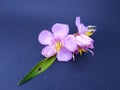 Melastoma affine flower that looks very beautiful Royalty Free Stock Photo