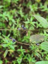 Melastoma affine fruit grows in the forest Royalty Free Stock Photo