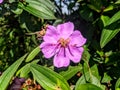 melastoma affine purplish pink flower Royalty Free Stock Photo