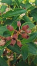 melastoma candidum buds flower with leaf nature