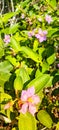 melastoma candidum flower with leaf sunlight