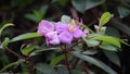 Melastoma candidum (Senggani, senduduk, cengkodok, Melastoma septemnervium) flower in nature