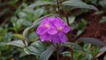 Melastoma candidum (Senggani, senduduk, cengkodok, Melastoma septemnervium) flower in nature
