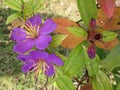 Melastoma malabathricum flower.