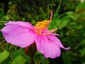 Melastoma malabratikum flower