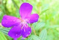 Melastoma Polyanthum - Violet Flower with Water Droplets on Petals with Natural Greenery Background