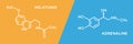 Melatonin and adrenaline hormone symbols. Human body hormones molecular chemical formula.