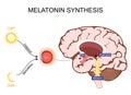 Melatonin and Circadian rhythm regulation. Brain with pineal gland