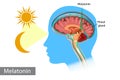 Melatonin hormone. Pineal gland anatomical cross section. Royalty Free Stock Photo