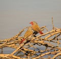 Melba Finch - Male and Female - Africa