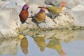 Melba Finch and Violet-eared Waxbill - Wild Bird B