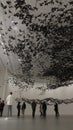 Contemporary art installation of starling flock swarms overhead