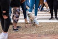 Two small and cute fluffy dogs. Royalty Free Stock Photo