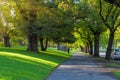 MELBOURNE - JAN 31 2016: Trees alley footpath St Kilda Road