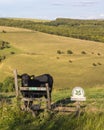 Melbury Down in Dorset, UK Royalty Free Stock Photo