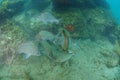 Melee of reef fish in murky water