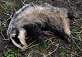 Meles meles badger apparently dead in a car accident or poisoned Royalty Free Stock Photo