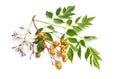 Melia azedarach, chinaberry tree, Pride of India, bead-tree, Cape lilac, syringa berrytree, Persian lilac Royalty Free Stock Photo