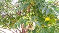 Melia azedarach tree fruit Royalty Free Stock Photo