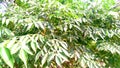 Melia azedarach tree Royalty Free Stock Photo