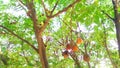 Melia azedarach tree fruits Royalty Free Stock Photo