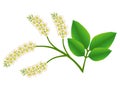 Melicoccus bijugatus spanish lime or ginepa, mamoncillo bloom on a white background.