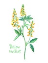 Melilot MelilÃÂ³tus melliferous and medicinal plant