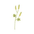 Melilot plant. Sweet clover herb. Botanical drawing of kumoniga flower on stem with leaf. Wild Melilotus inflorescence