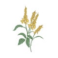 Melilot or sweet clover flowers or inflorescences, stems and leaves isolated on white background. Wild flowering herb or