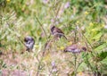 Melilotus albus Medik. Sparrows in the thickets of sweet clover on the Bank of the Kotorosl in Yaroslavl
