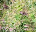 Melilotus albus Medik. Sparrows in the thickets of sweet clover on the Bank of the Kotorosl in Yaroslavl