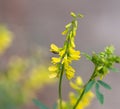 Closeup of sweet yellow clover with insect